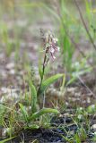 Epipactis palustris