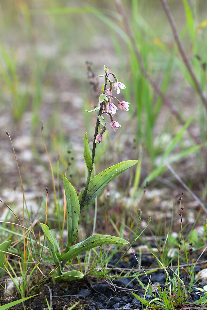 Image of Epipactis palustris specimen.