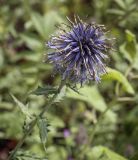 Echinops tataricus. Верхушка отцветающего растения. Москва, БС МГУ, экспозиция степных растений. 01.09.2021.