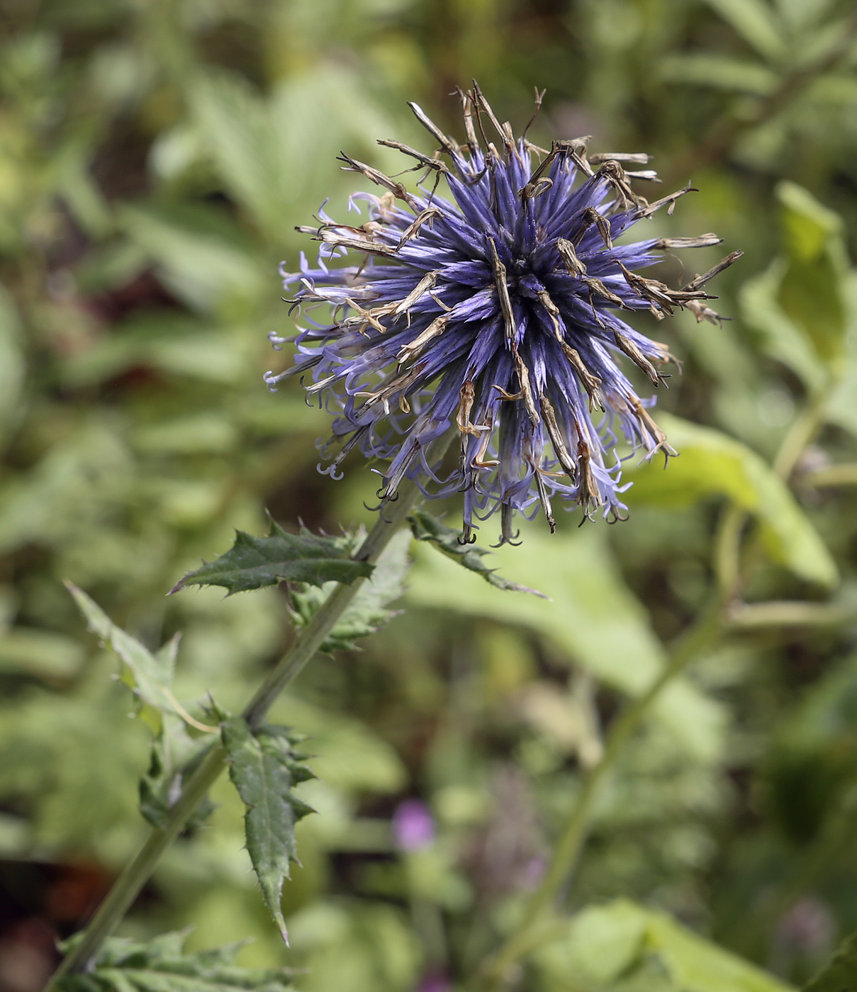 Изображение особи Echinops tataricus.