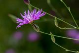 Crupina crupinastrum