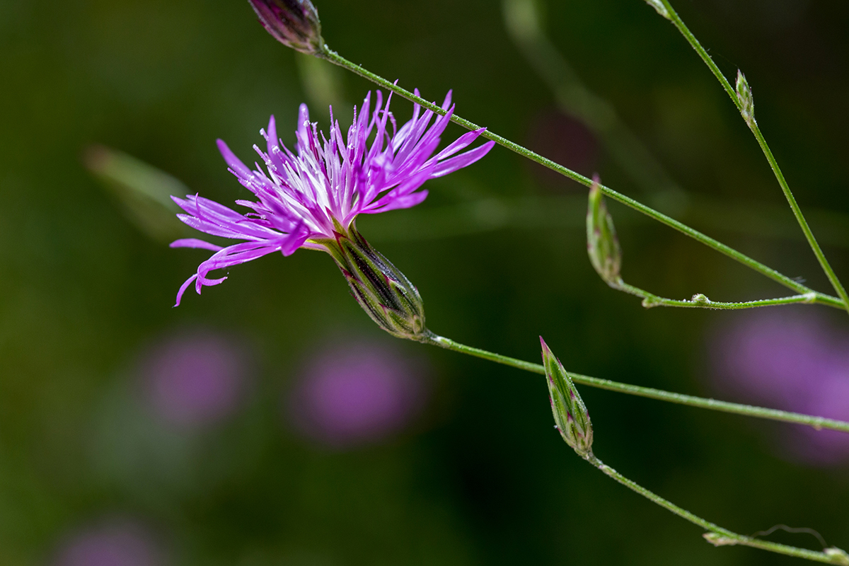 Изображение особи Crupina crupinastrum.