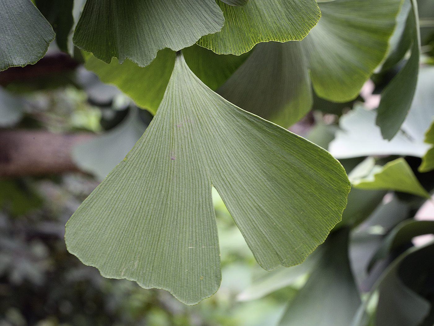 Image of Ginkgo biloba specimen.