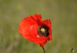 Papaver rhoeas var. strigosum