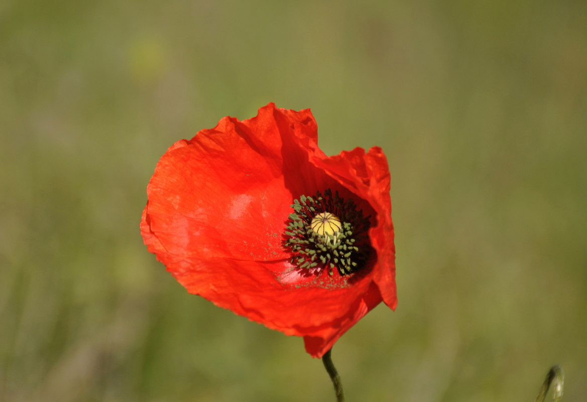 Изображение особи Papaver rhoeas var. strigosum.