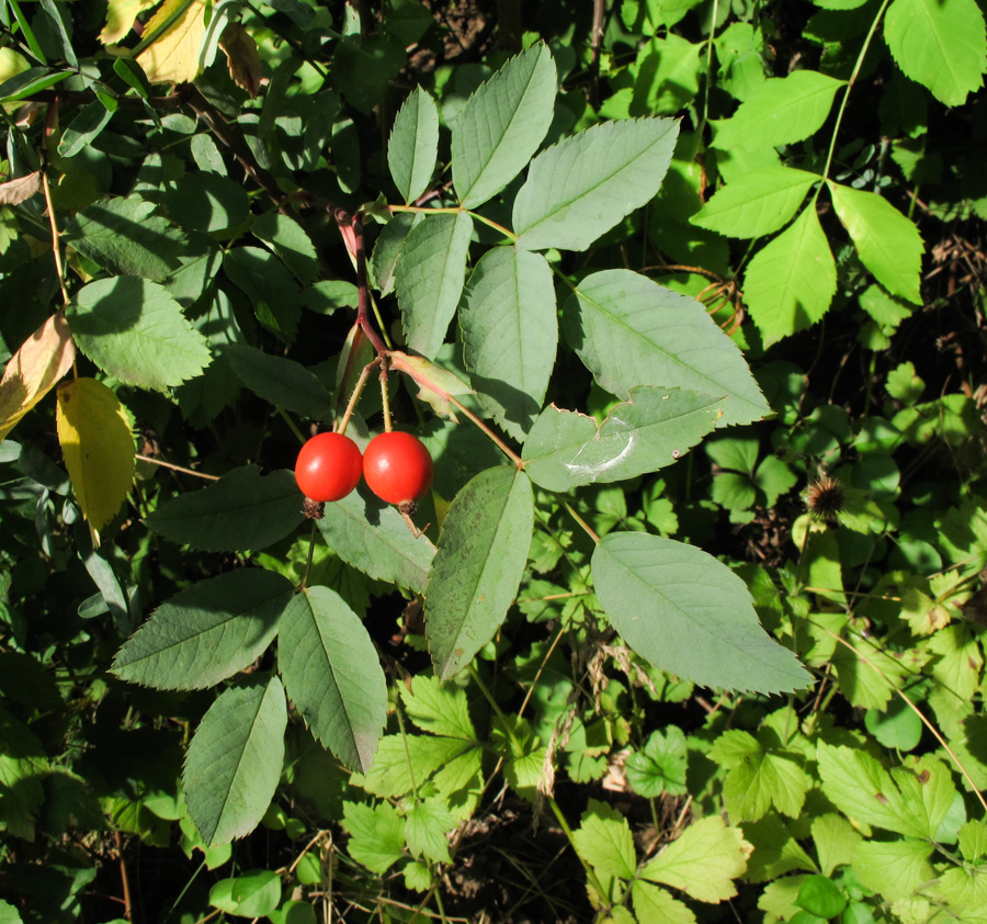 Image of genus Rosa specimen.