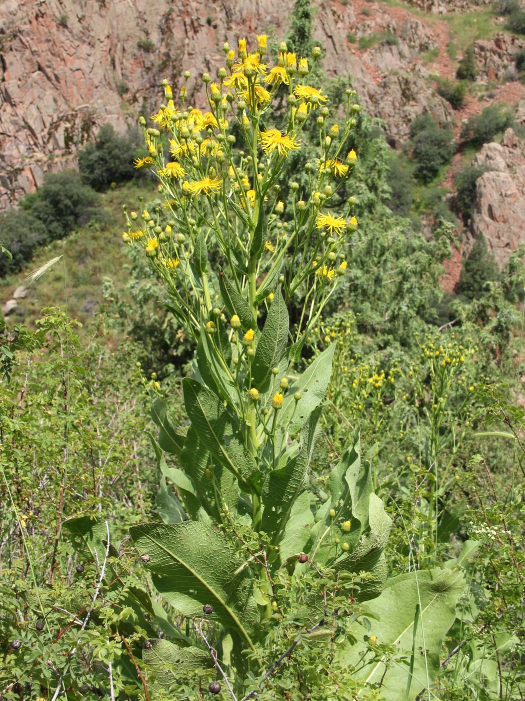 Изображение особи Inula macrophylla.