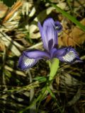 Iris ruthenica. Цветок. Томская обл., г. Томск, Академгородок, сосновый лес. 05.06.2017.