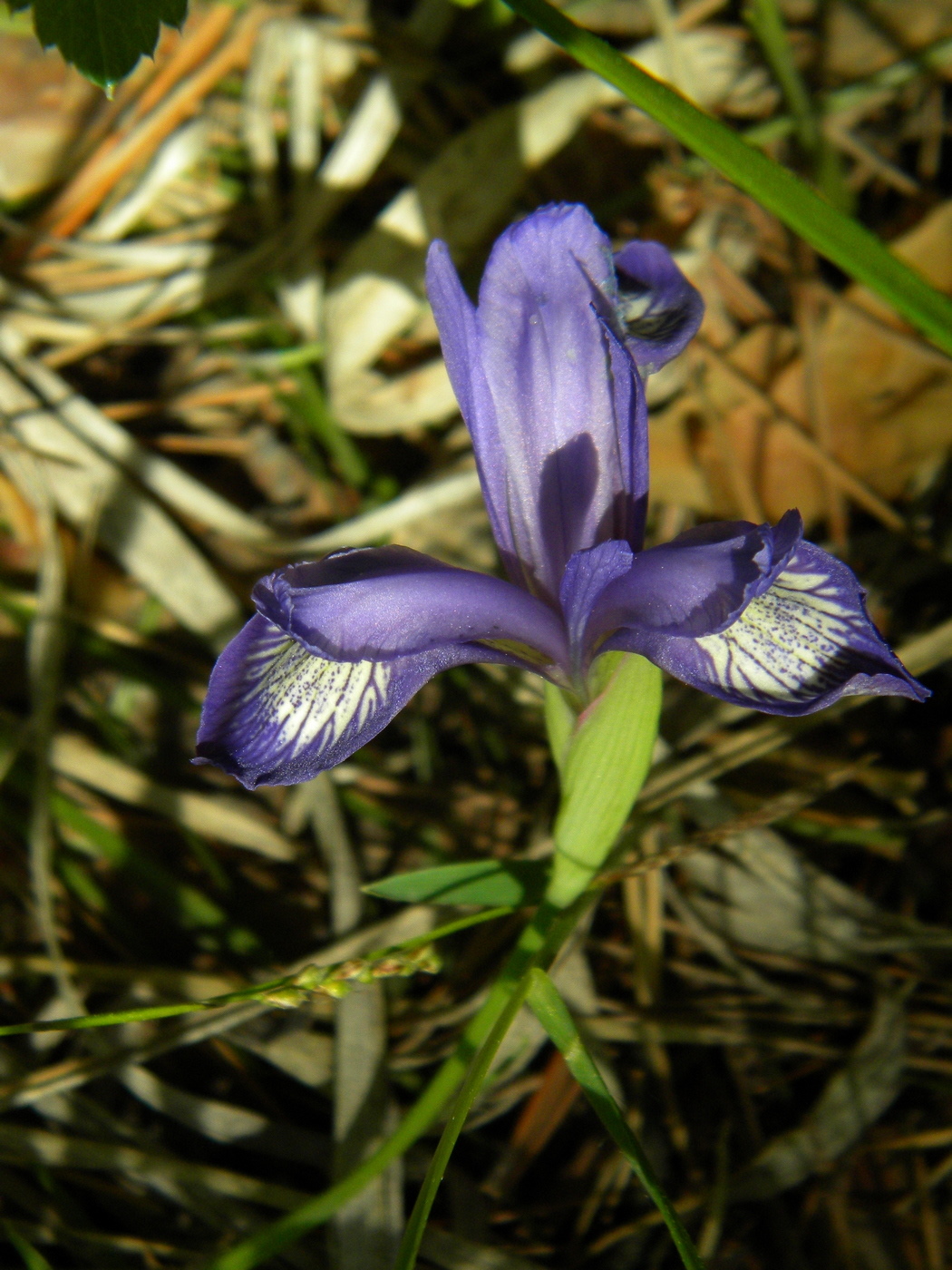 Image of Iris ruthenica specimen.