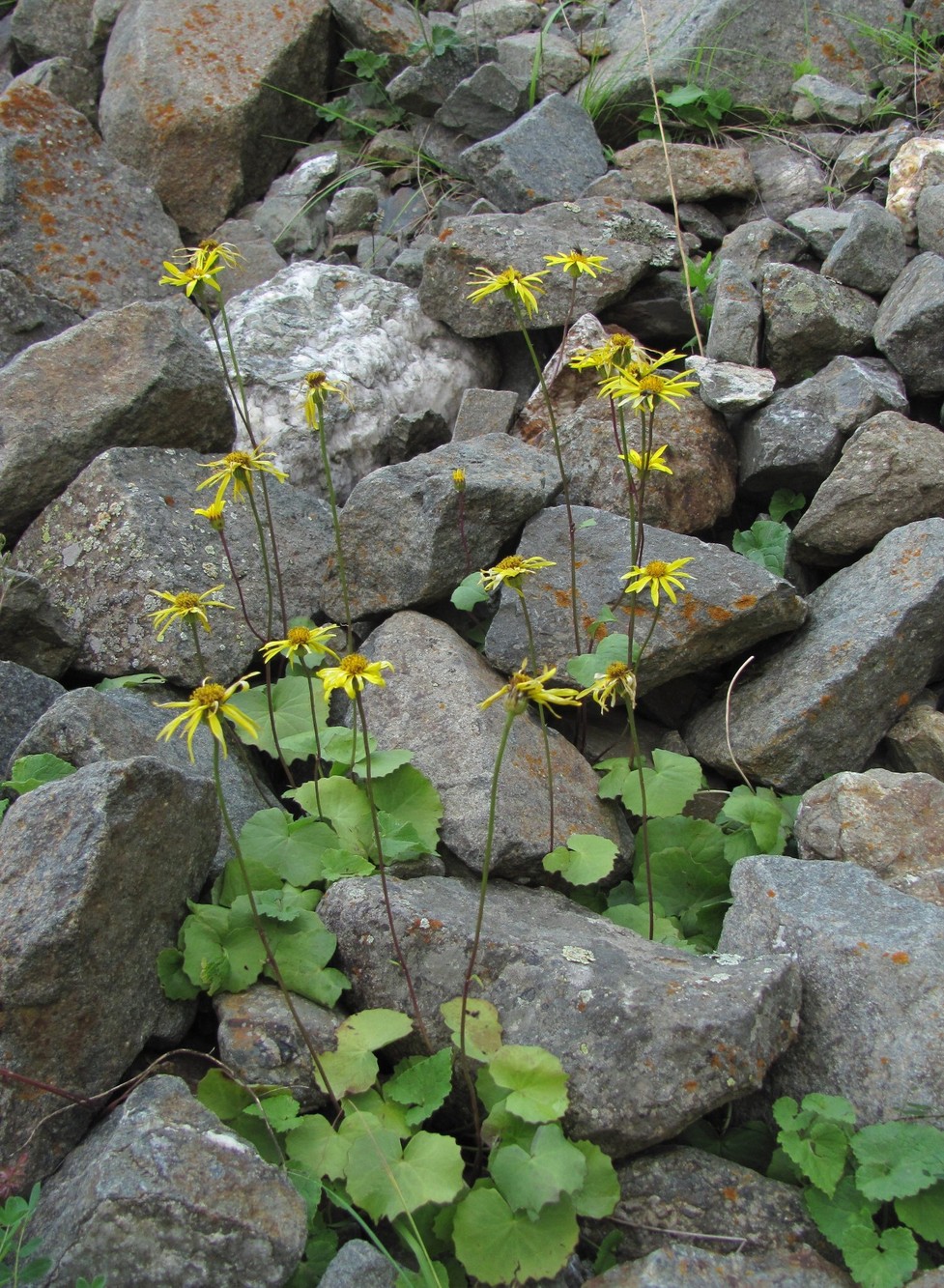 Изображение особи Dolichorrhiza renifolia.