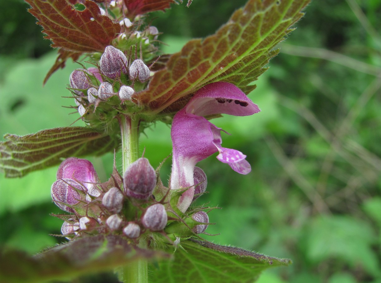 Изображение особи Lamium maculatum.