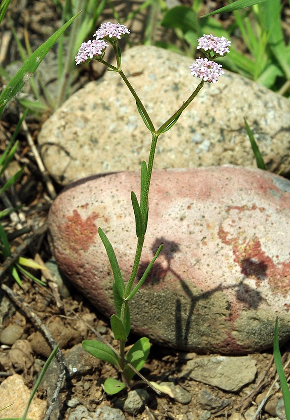 Image of genus Valerianella specimen.