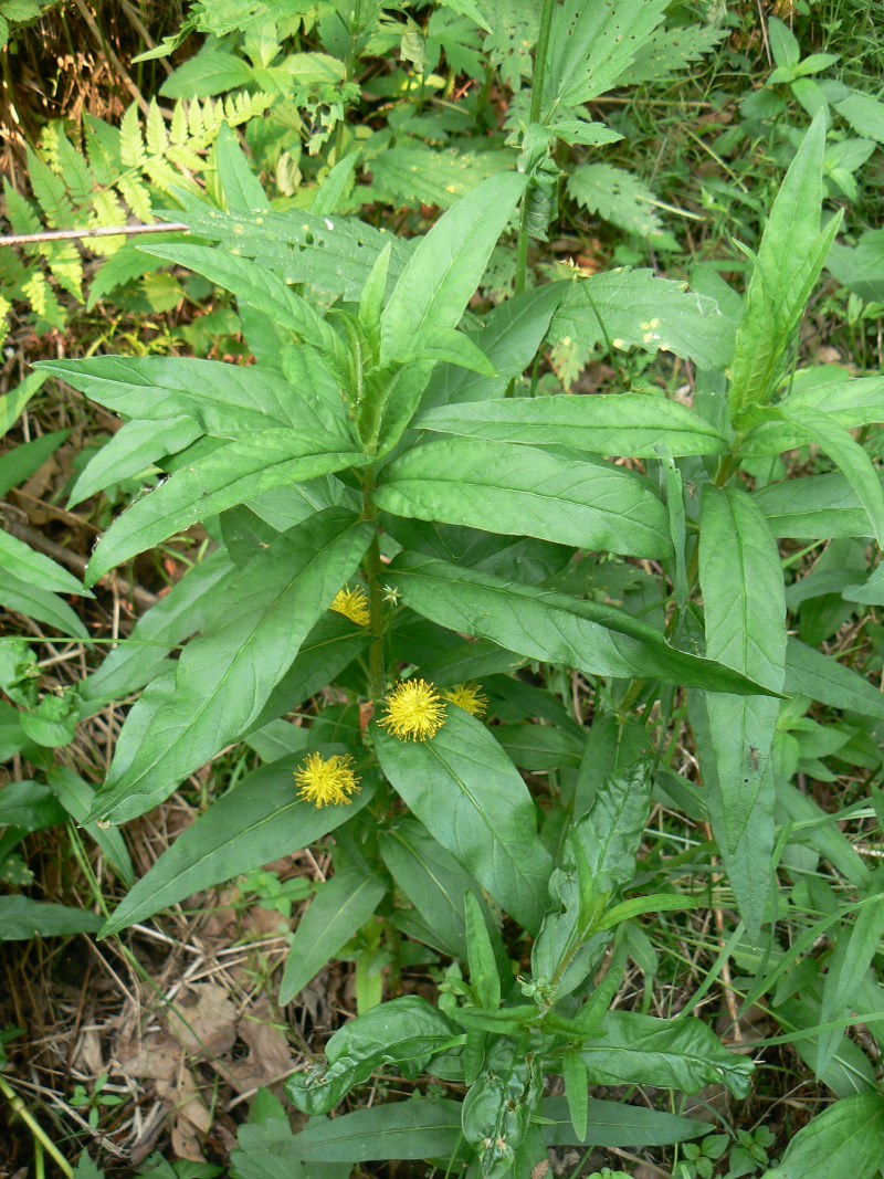 Изображение особи Naumburgia thyrsiflora.