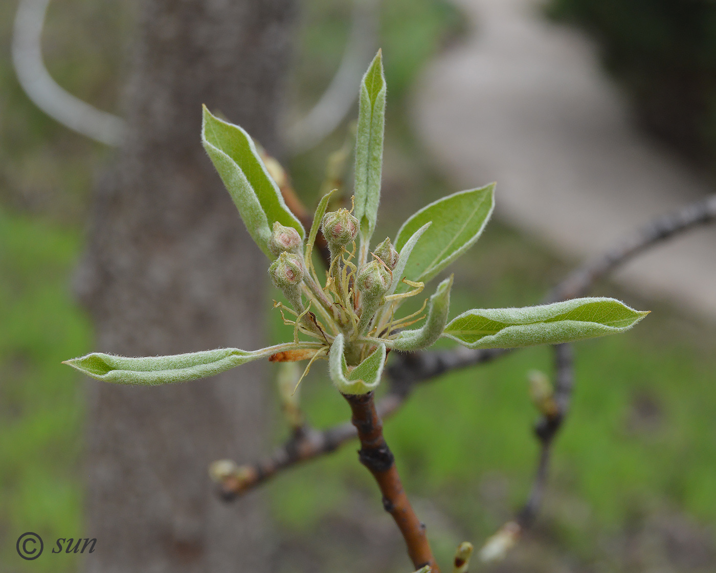 Image of Pyrus communis specimen.