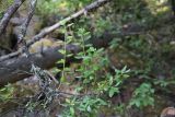 Rhododendron ledebourii. Побеги. Республика Алтай, Улаганский р-н, правый берег р. Чульча чуть ниже острова, 400-500 м ниже водопада Учар. 7 августа 2020 г.