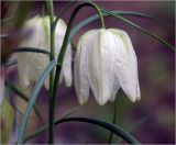 Fritillaria meleagris