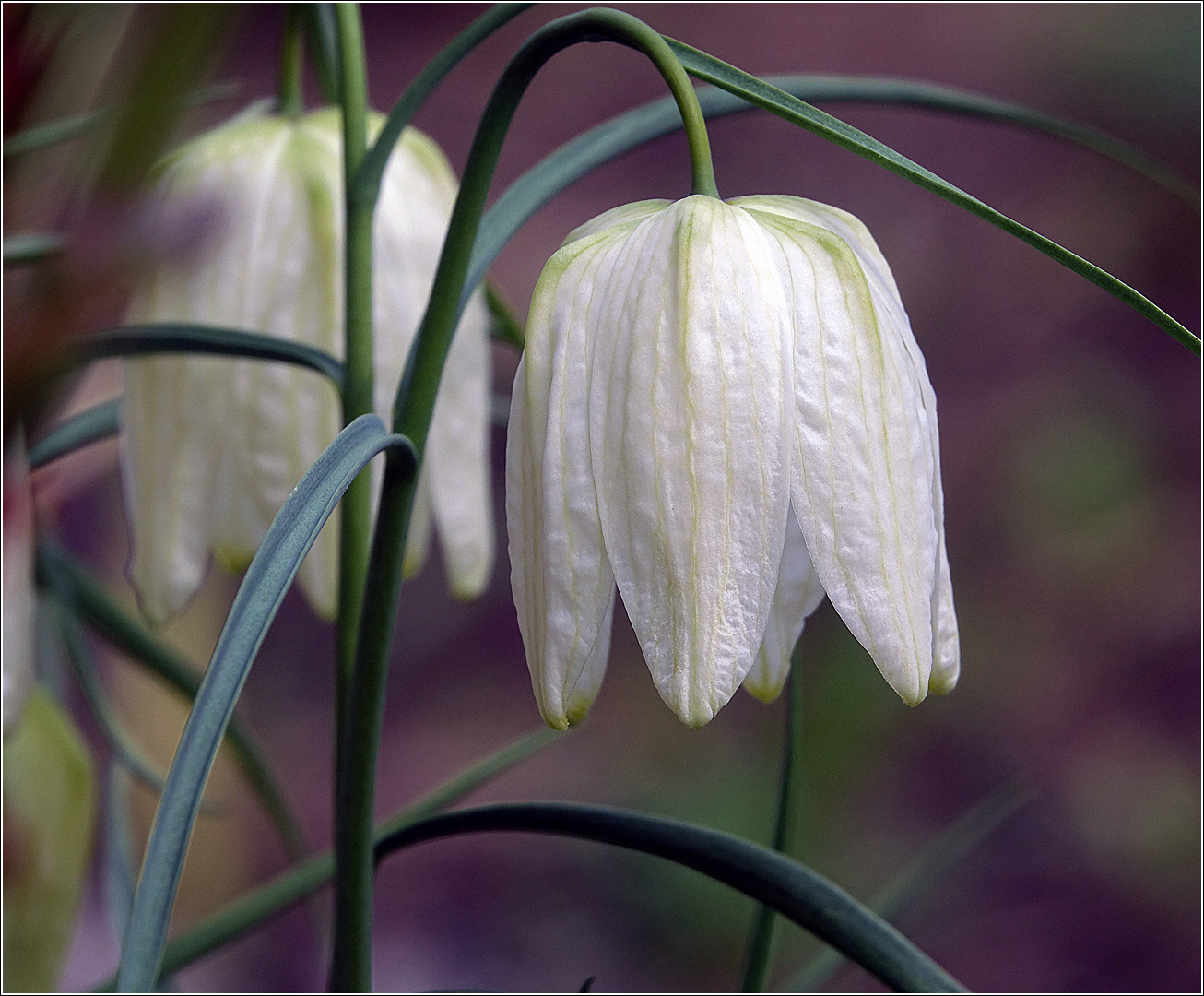 Изображение особи Fritillaria meleagris.