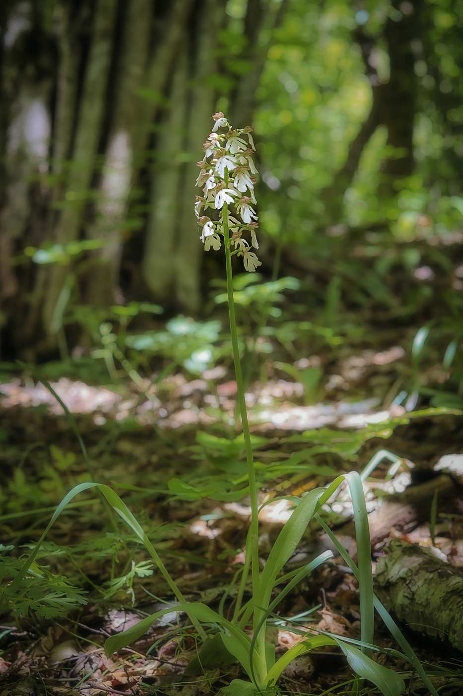 Изображение особи Orchis purpurea.