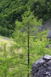 Larix olgensis