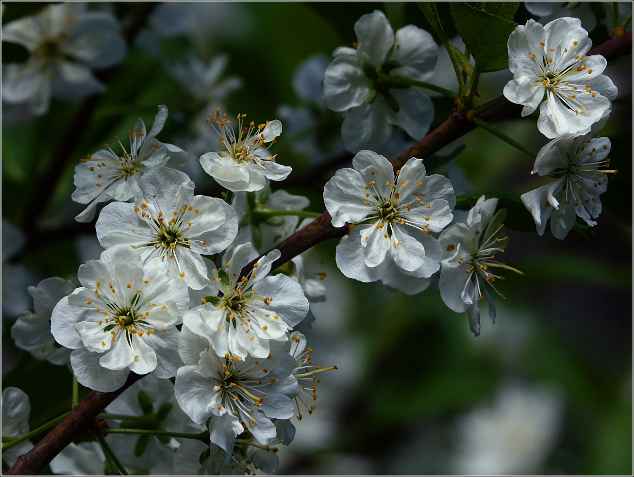 Изображение особи Prunus domestica.