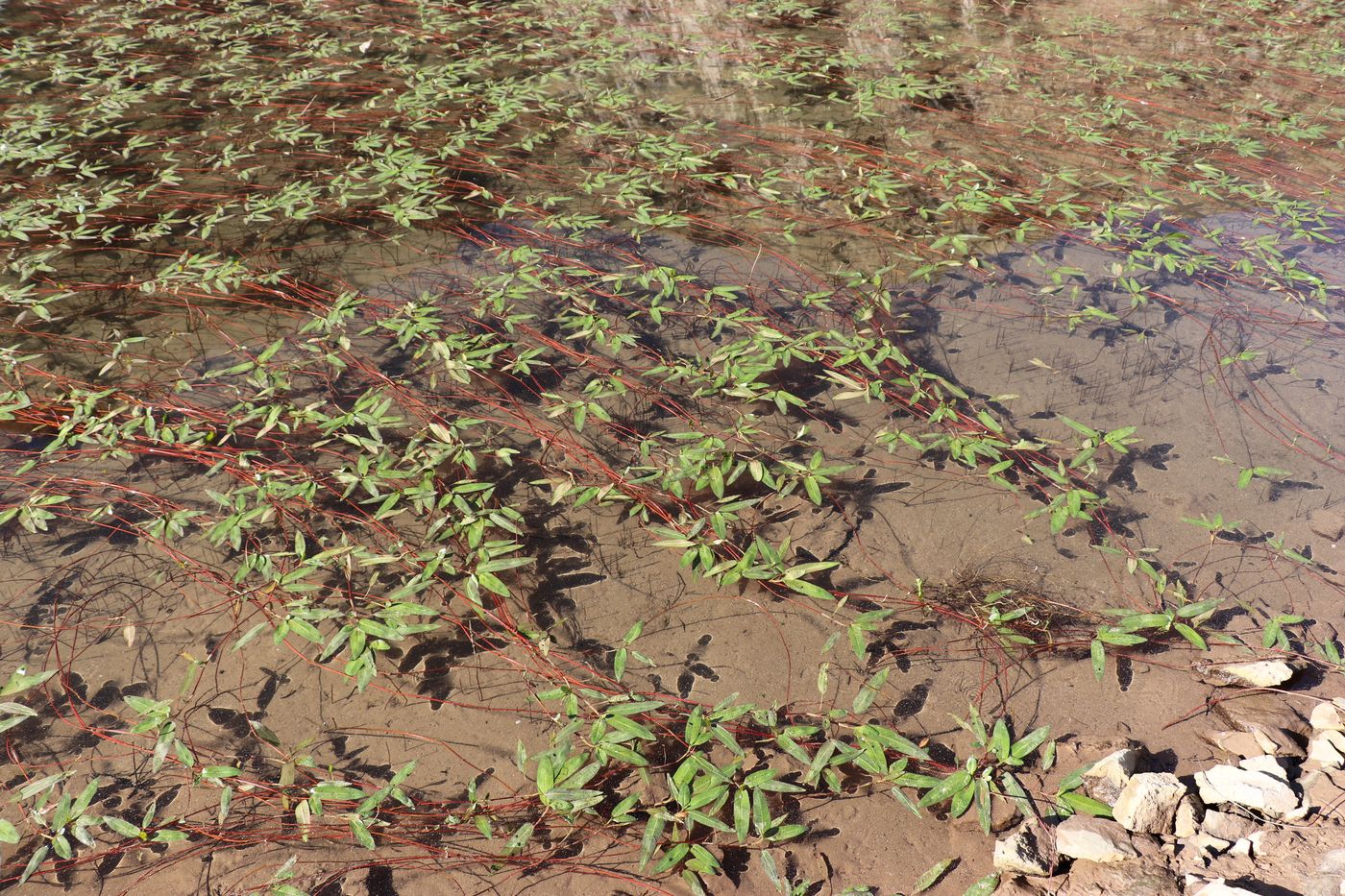 Image of Persicaria amphibia specimen.