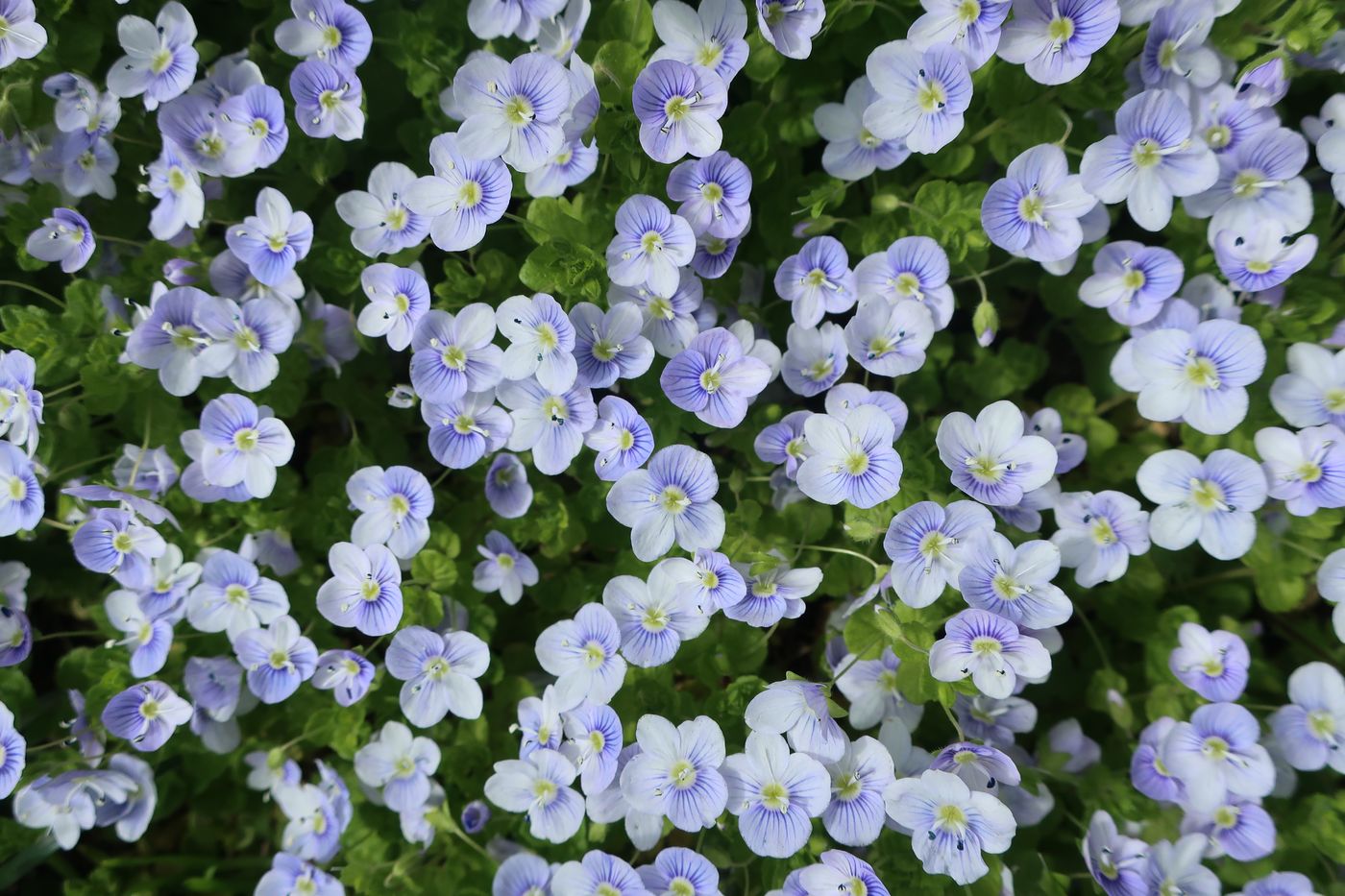 Image of Veronica filiformis specimen.