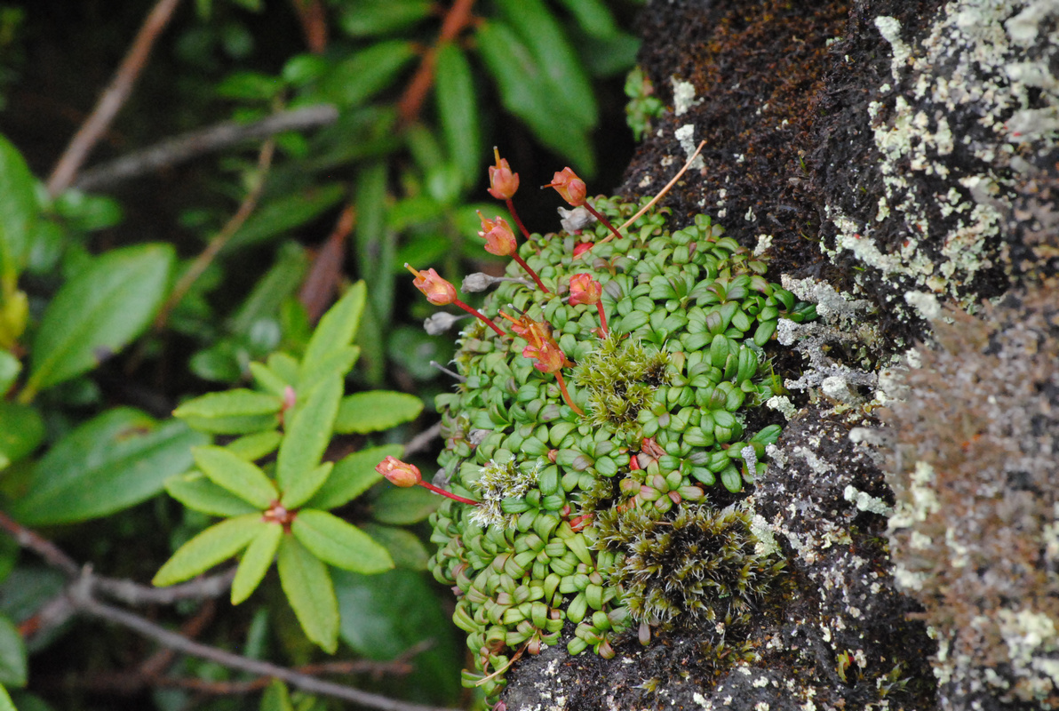 Image of Diapensia obovata specimen.