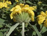 Phlomis floccosa. Соцветие. Испания, автономное сообщество Каталония, провинция Жирона, комарка Баш-Эмпорда, муниципалитет Палафружель, ботанический сад \"Кап-Роч\". 29.04.2022.