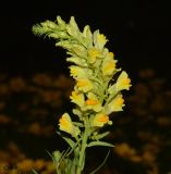 Linaria vulgaris