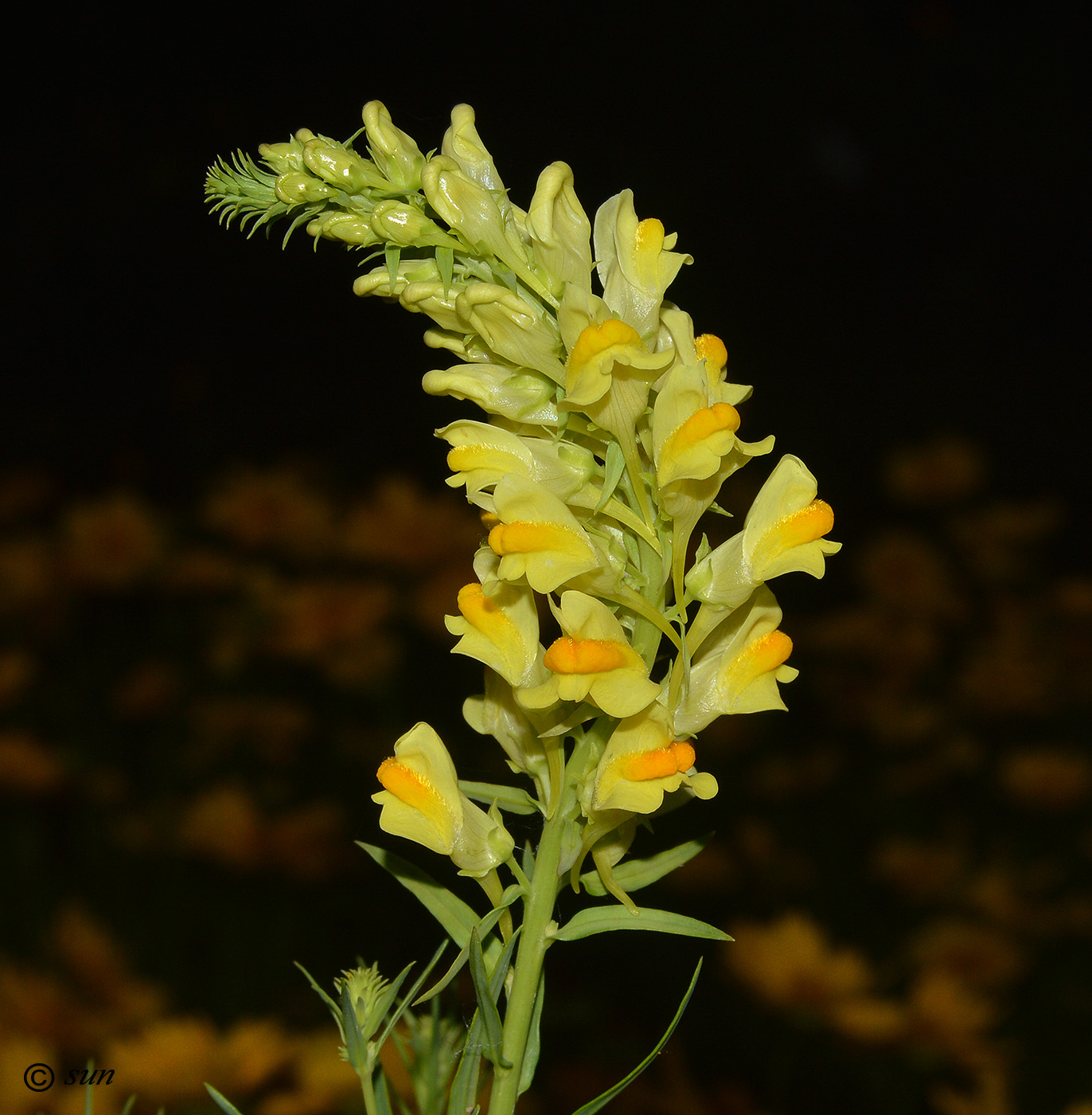 Изображение особи Linaria vulgaris.