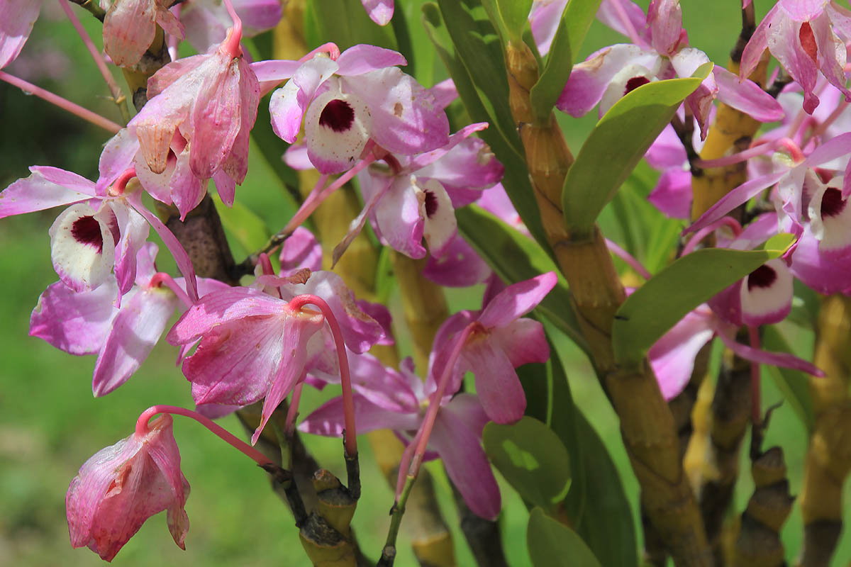 Изображение особи Dendrobium nobile.