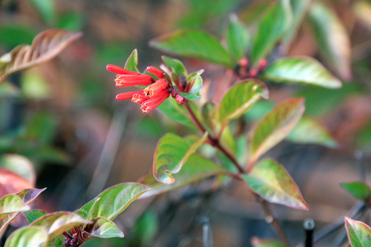 Image of Hamelia patens specimen.