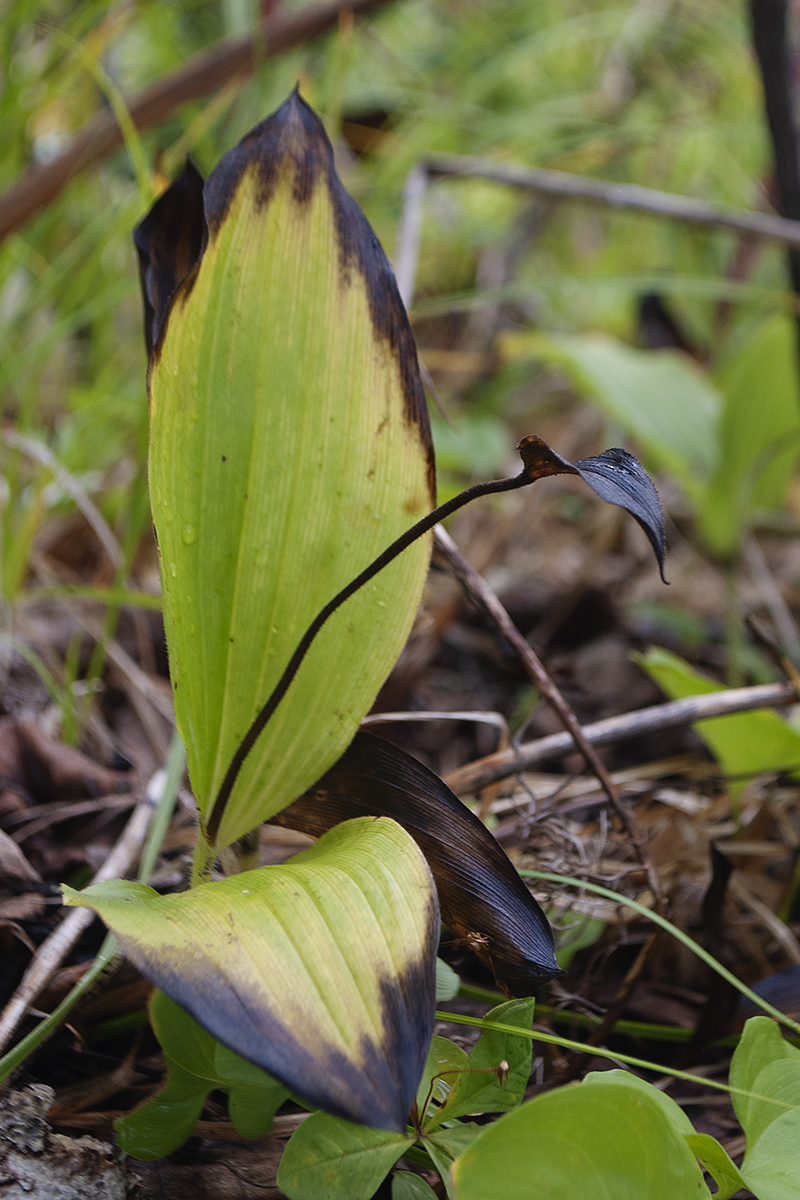 Image of Cypripedium yatabeanum specimen.