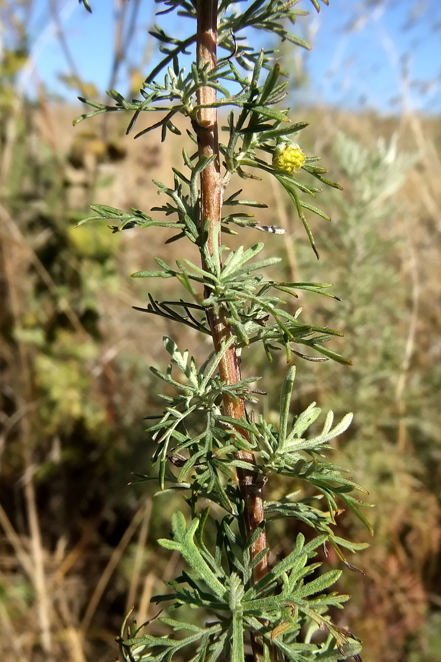 Изображение особи Artemisia pontica.