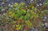 Potentilla chinensis. Цветущее растение в сообществе с Trifolium pacificum. Приморье, Тернейский р-н, устье р. Джигитовка, окраина каменистого пляжа. 04.08.2012.