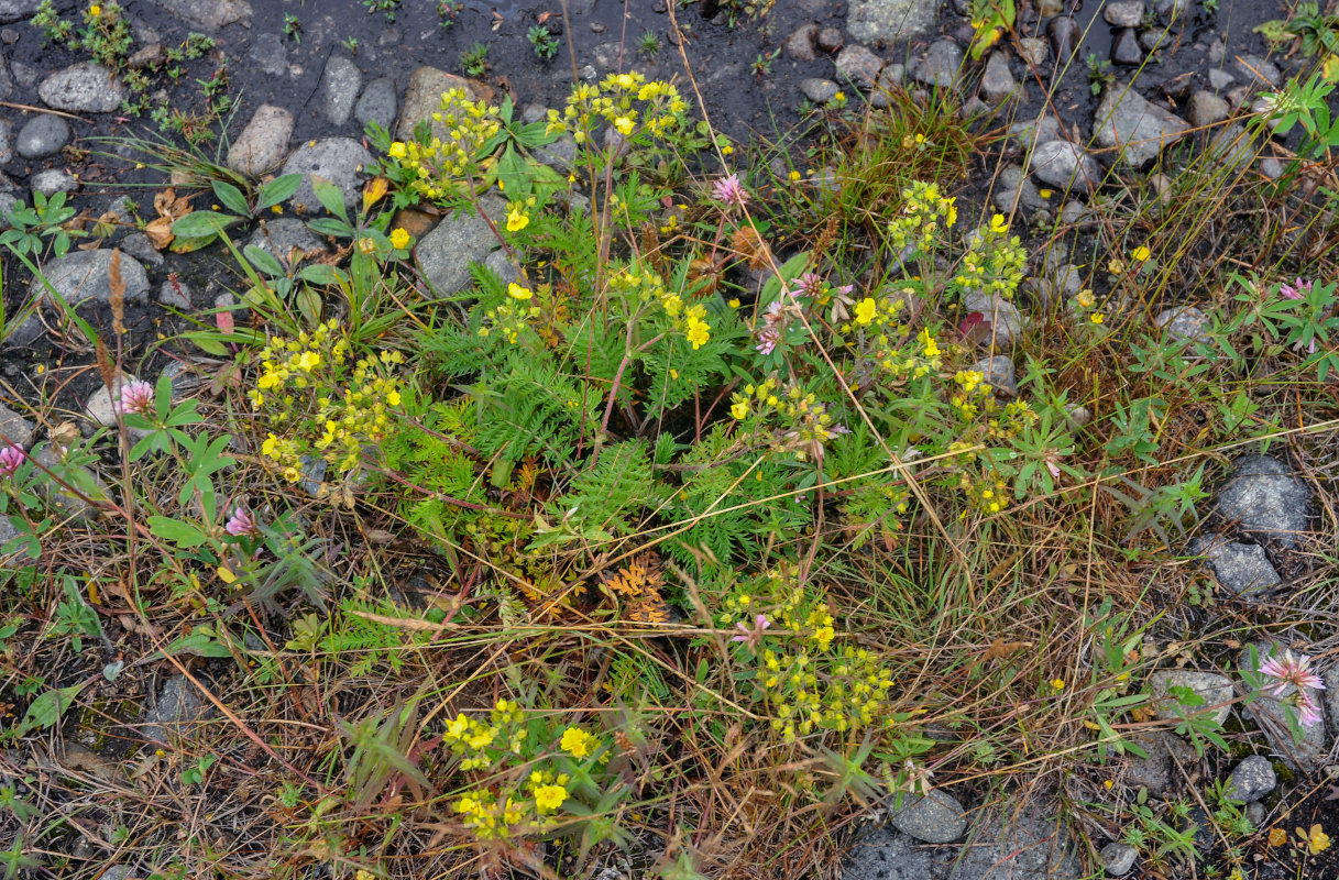 Изображение особи Potentilla chinensis.