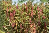 Amaranthus caudatus