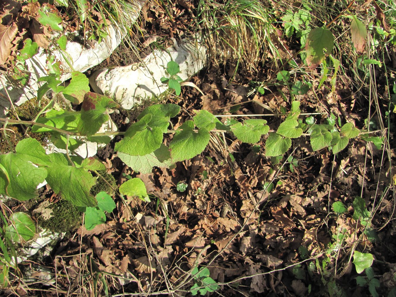 Image of Campanula alliariifolia specimen.
