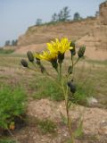 Hieracium robustum. Верхушка побега с соцветиями. Хакасия, Ширинский р-н, с. Ефремкино, песчаный карьер. 20.07.2012.