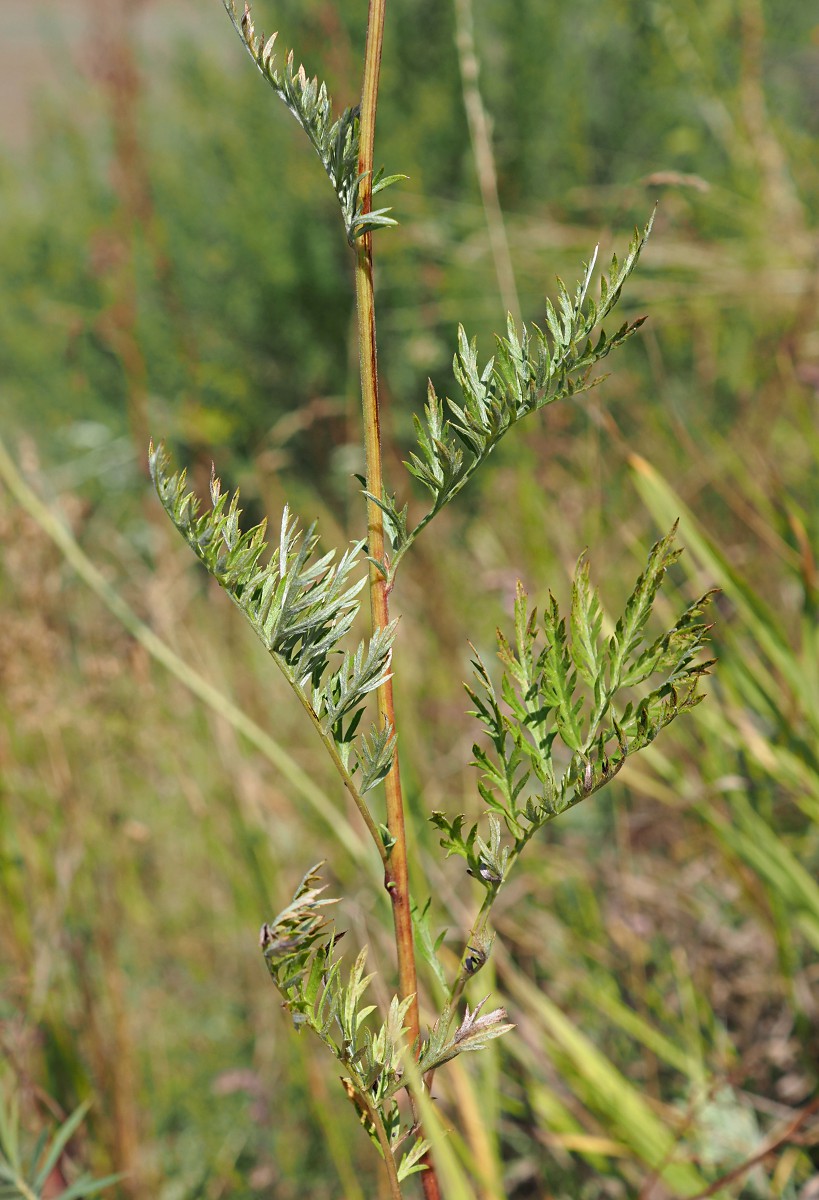 Image of Artemisia armeniaca specimen.