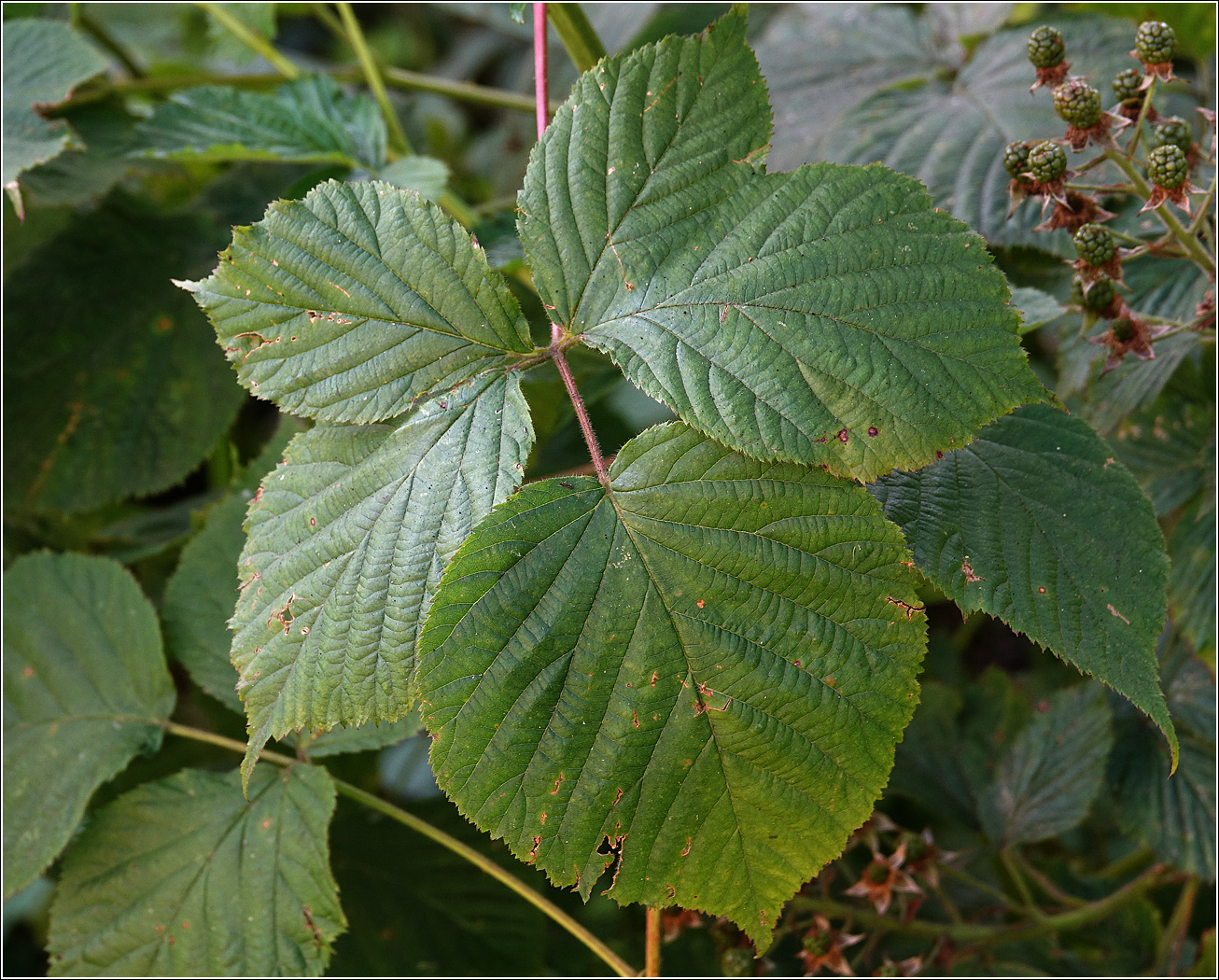 Image of Rubus allegheniensis specimen.