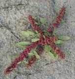 Rumex ucranicus. Плодоносящее растение. Ханты-Мансийский автономный округ — Югра, Октябрьский р-н, сельское поселение Курымкары, окр. пос. Горнореченск, правый берег р. Обь, участок обнажившегося после ухода воды глинистого дна. 03.09.2022.