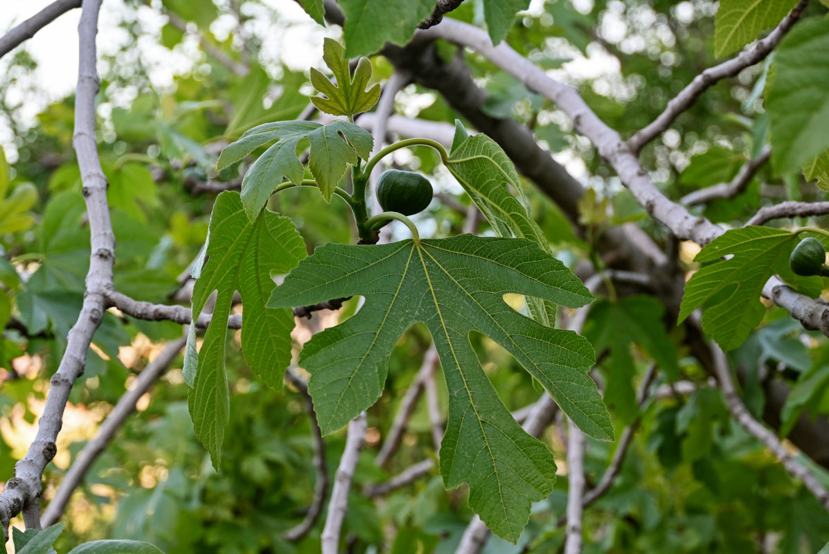 Изображение особи Ficus carica.