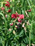 Lathyrus miniatus. Соцветия с цветущими и отцветающими цветками. Армения, обл. Лори, окр. с. Лори Берд, крепость Лори Берд, ≈ 1300 м н.у.м., луг. 24.06.2022.