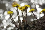 Tussilago farfara
