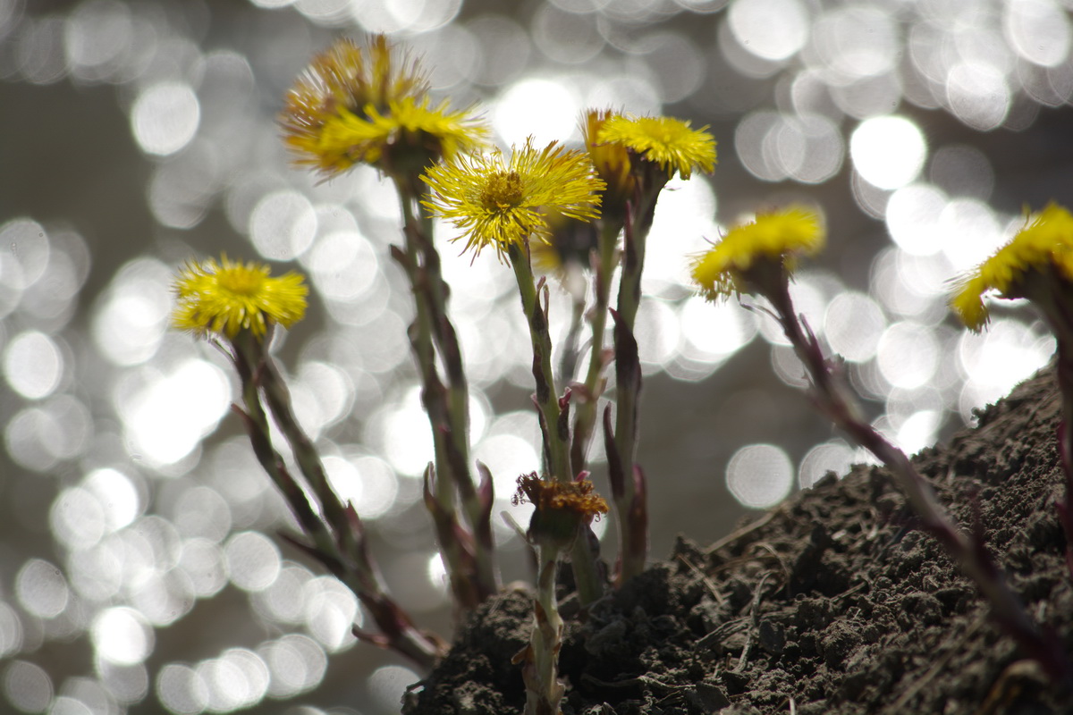 Image of Tussilago farfara specimen.