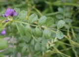 Vicia sativa. Лист и цветок в каплях дождя. Москва, Аптекарский огород, экспозиция луговых растений, в культуре. 18.09.2022.