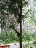 Buxus colchica. Дерево на склоне ущелья. Абхазия, по дороге на оз. Рица, ущ. \"Каменный мешок\". 18 июля 2008 г.