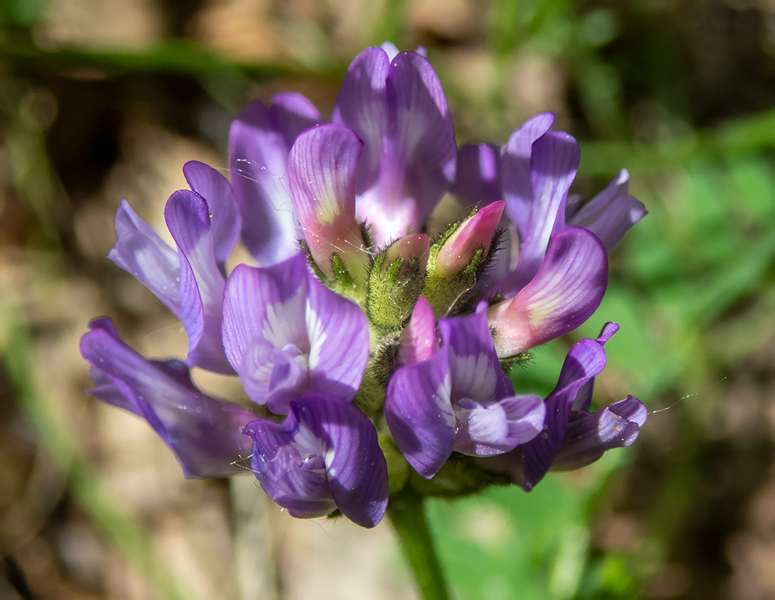 Изображение особи Astragalus danicus.