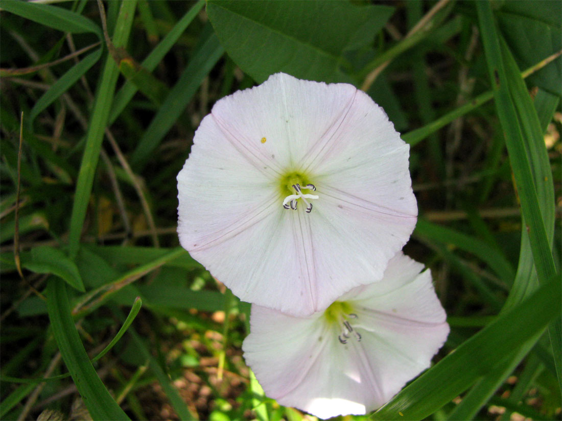 Изображение особи Convolvulus arvensis.